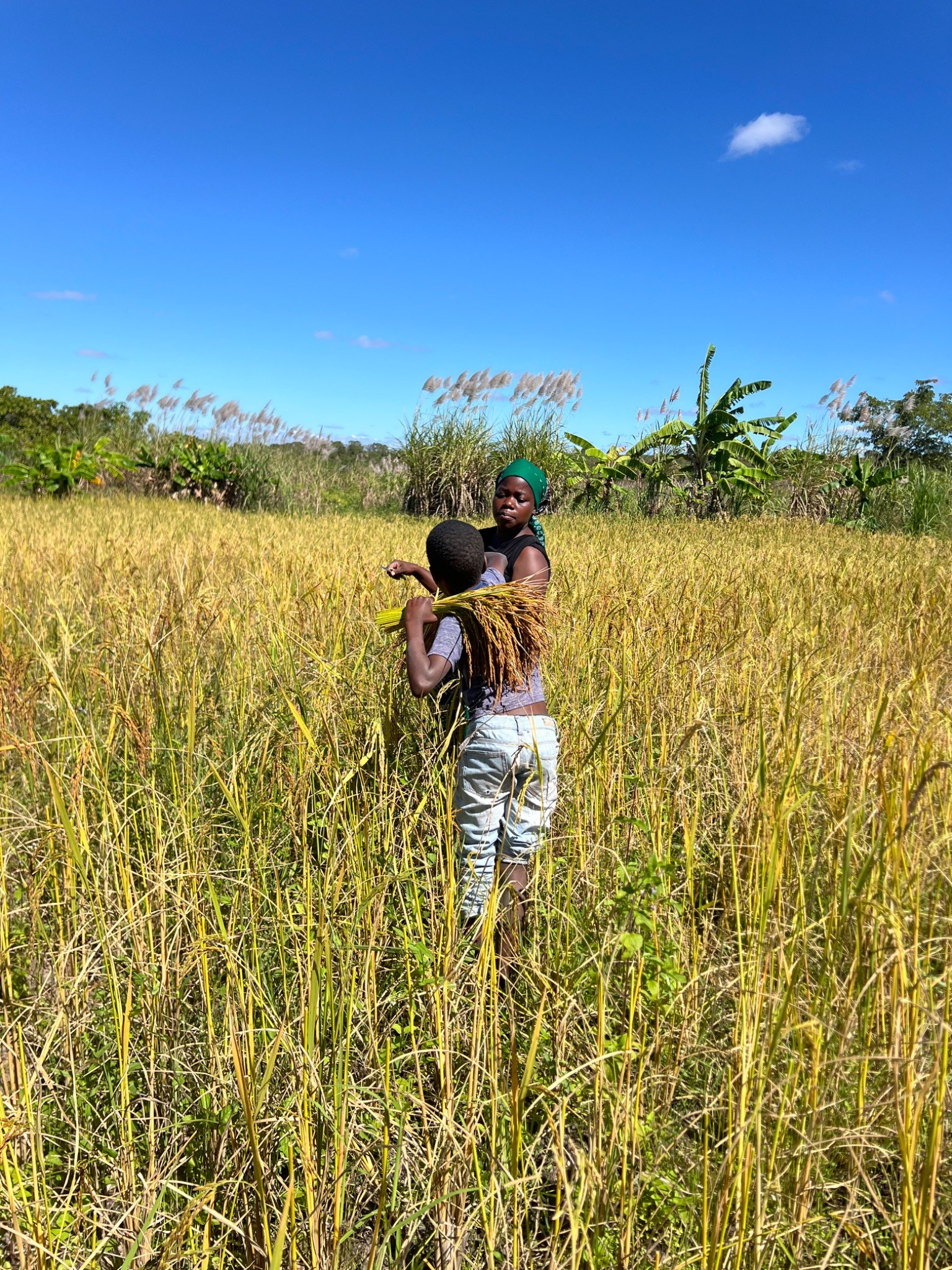 Trabalho agrícola no campo