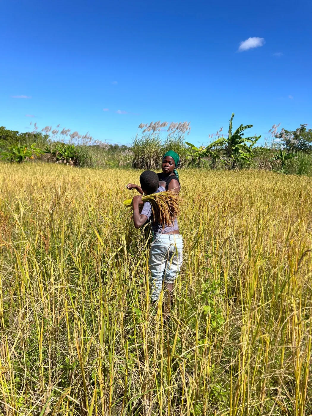 Trabalho agrícola no campo