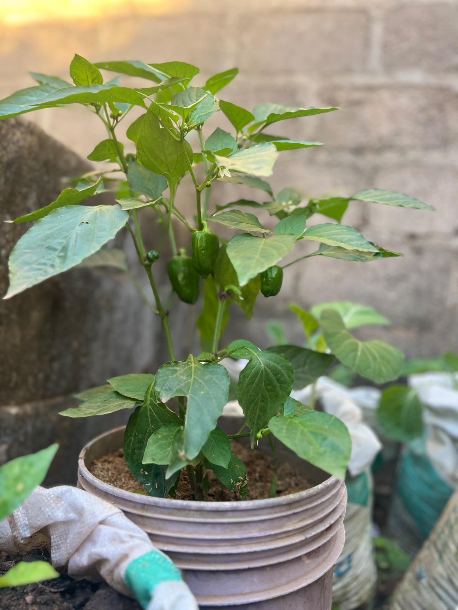 Planta de pimento